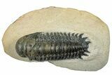Detailed Crotalocephalina Trilobite - Atchana, Morocco #249769-2